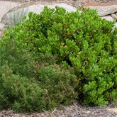 Mock Bearberry Manzanita